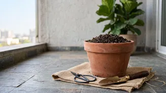 What Indian Balcony Gardeners Should Do After The Rains