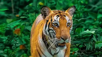 How Wildlife Experts Assess Forest Density To Determine Carrying Capacity For Relocated Tigers