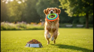 Pet Diet Upgrades Work Best When Combined With Regular Exercise And Play