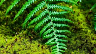 Why Tropical Home Garden Plants Use Ferns To Add Texture In Shadier Spots