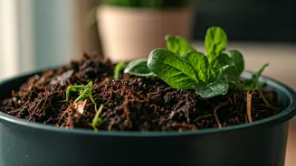Home Composting Is India’s Practical Green Move