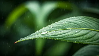 Immunity Gets Practical When The Rains Arrive