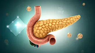 Mastering Type 2 Diabetes: A Comprehensive Guide to Blood Sugar Control and Well-being