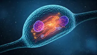 The Body's Marathon: Unpacking a 48-Hour Water Fast's Metabolic Journey