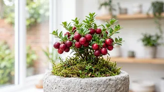Cranberry Plants Are A Specialist Choice For Indoor Gardens