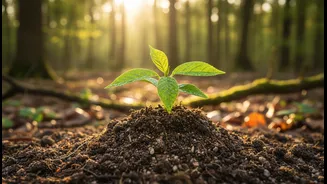 Why Harela's Sapling Drive matters for community monitoring after mass plantation drives