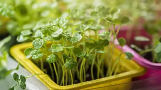 How Windowsill Tray Setups Allow Apartment Dwellers To Grow And Harvest Fresh Micro-Greens Daily
