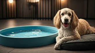 Luxury Boardings With Private Mini Pools Report Record Registration Traffic