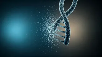 The Fading Y: How Losing a Chromosome Impacts Men's Health as They Age