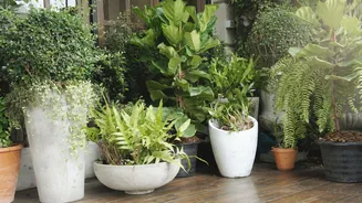 Plantas podem sofrer com o calor de outubro; veja como ajustar a rega