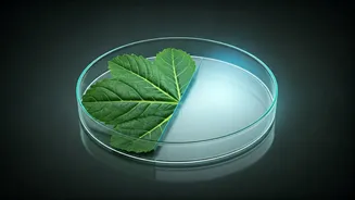 Why Plant Nutrition Lovers Experience High Incidences Of B12 Anemia