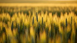 Government Unifies Agricultural Schemes for Boost & Reform