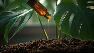 Use Organic Liquid Seaweed Fertilizers For Thriving Summer Indoor Plants