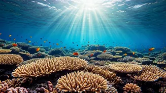 Andaman Scuba Is The Gentle Thrill People Want