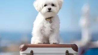 What to Confirm Before Booking a train or flight connection with your pet