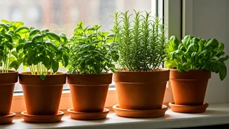 Urban Families Swap Decor For Herb Plants