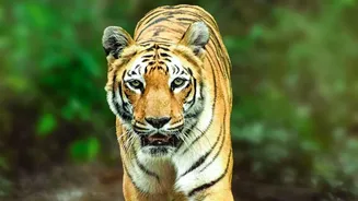 Monsoon Magic Is Making August Wildlife Holidays More Appealing