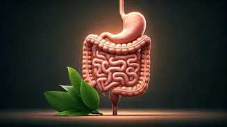 Better Digestion Begins With Better Habits