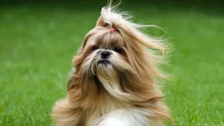 Regular Grooming And Paw Cleaning Matter More For Dogs During India’s Humid Monsoon Weather