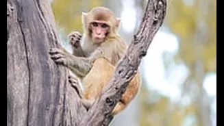 Indore News: Forest Team Nets Monkey That Injured Over 30 In Dhar District