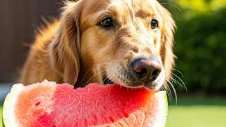 Dog Owners Share Genius Frozen Watermelon Summer Enrichment Tricks