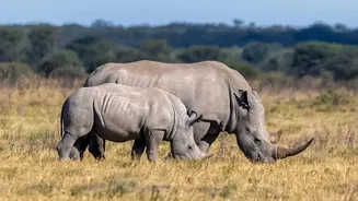 Dudhwa Reserve Adds Five Rhinos Since Its Previous Census