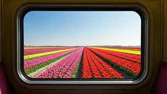 Dutch Tulip Express: A $9 Train Ride Through Breathtaking Spring Blooms
