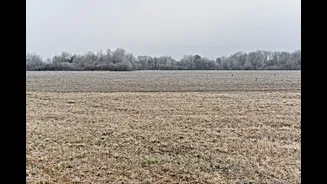 Cold Weather Slows Nutrient Uptake in Winter Crops, Causes Yellowing and Purpling