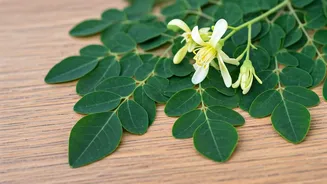 Moringa Can Unlock Your Hair's Potential
