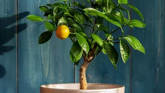 Latest Update On The Right Pot Size For A Lemon Plant