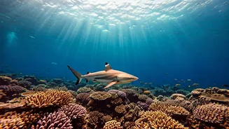 Maldives' Magical Shark Encounters: Hina Khan's Thrilling Dive Adventure