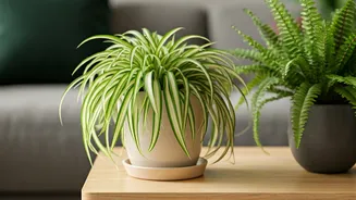 Spider Plants And Safe Ferns Rule Pet Friendly Spaces