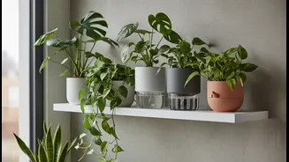 Urban Plant Parents Try Self-Watering Systems For Healthier Houseplants