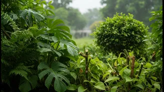 Monsoon Humidity Makes Plant Spacing And Regular Pruning More Important