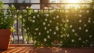 Jasmine Climbs Railings And Fills Balconies With Fragrance