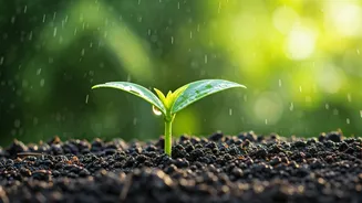 Beginner Gardeners, Monsoon Is Your Start Signal