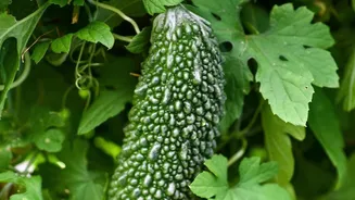 The 9,000-Person Bitter-Food Study: A Clearer Way To Read Bitter Foods And Overall Eating Patterns