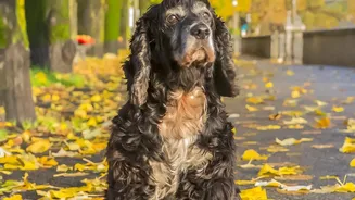 How To Treat Seasonal Skin Allergies Caused By Damp Fur In City Dogs