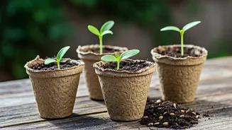 Ditch Expensive Nursery Pots Sow Greens In Recycled Cardboard