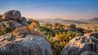 India's safari options range from tiger reserves to leopard and elephant landscapes