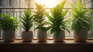 Balcony Bliss: 6 Stunning Plants to Transform Your Urban Oasis