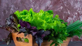 Growing Winter Kitchen Herbs Easy Container Planting Guide For Tulsi Mint And Coriander