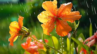 Rainy Season Gardening: Protecting Plants From Excess Moisture