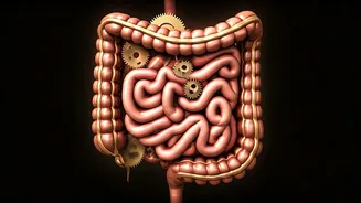 Master Your Digestion: Why Dinner Timing and Routine Trump Strict Schedules