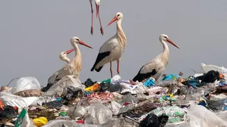 Why Practicing Waste Segregation And Easy Home Composting Dramatically Lowers Metro Landfill Pollution Today