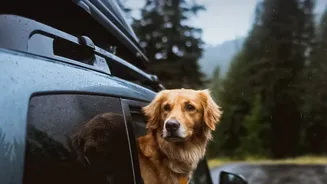 How Urban Pet Parents Can Spot And Prevent Monsoon Fungal Paw Infections In Their Dogs