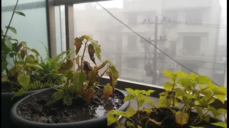Wet Soil And Still Air Can Turn Balcony Gardens Unhealthy Fast