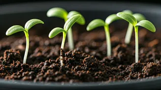 Damping-Off Disease: Busting the Cinnamon Myth and Mastering Seedling Survival