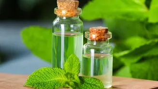 Zero waste herb oil infusions use coriander and mint stems for rich flavor