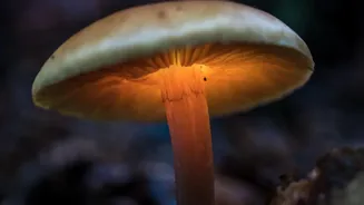 How sunlight boosts mushroom vitamin D